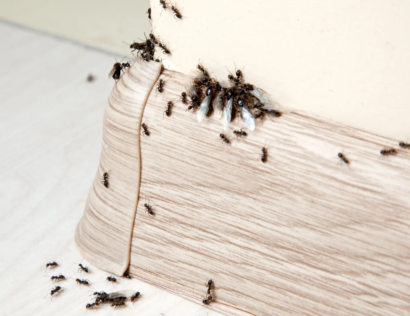 ants
