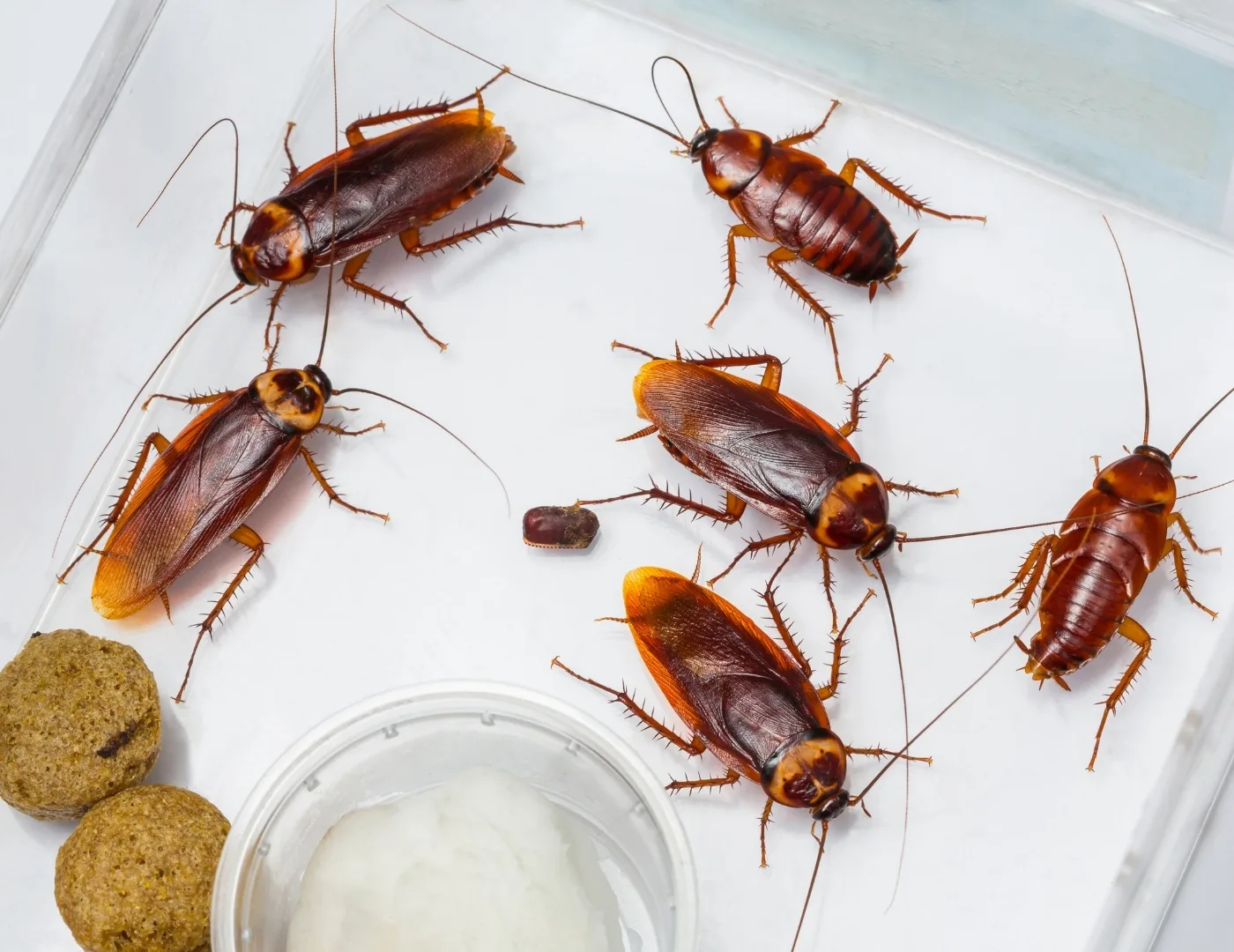 ants