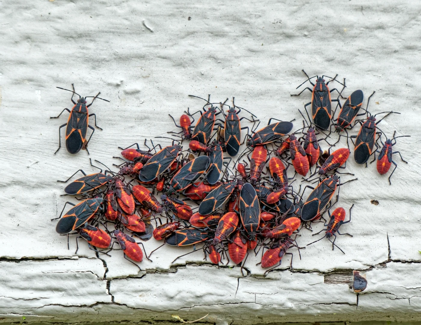 ants
