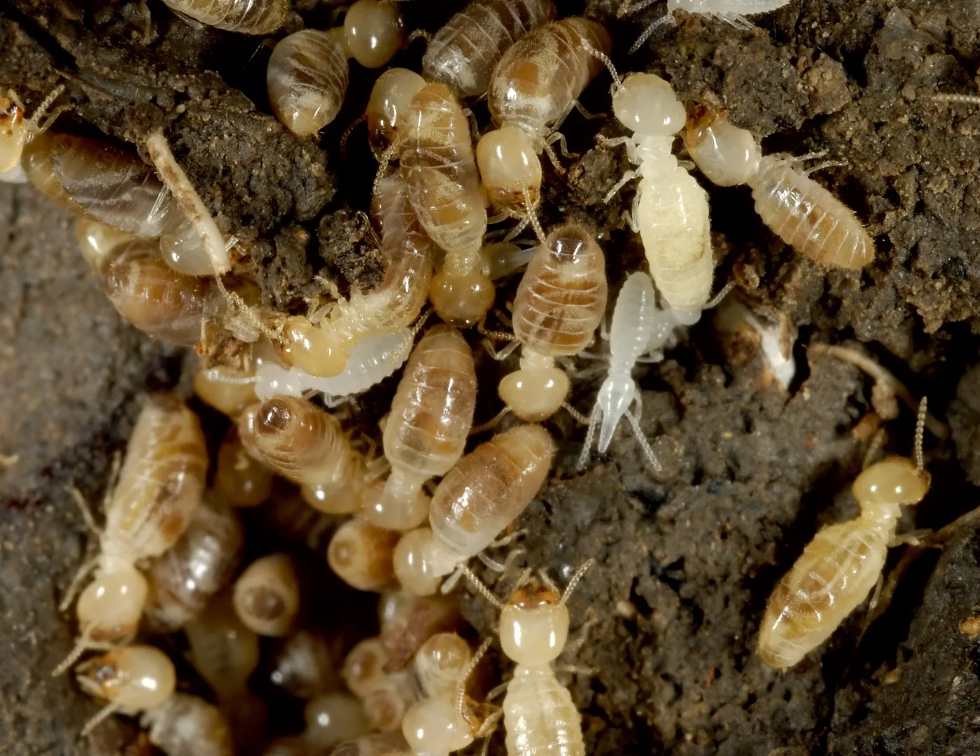 ants